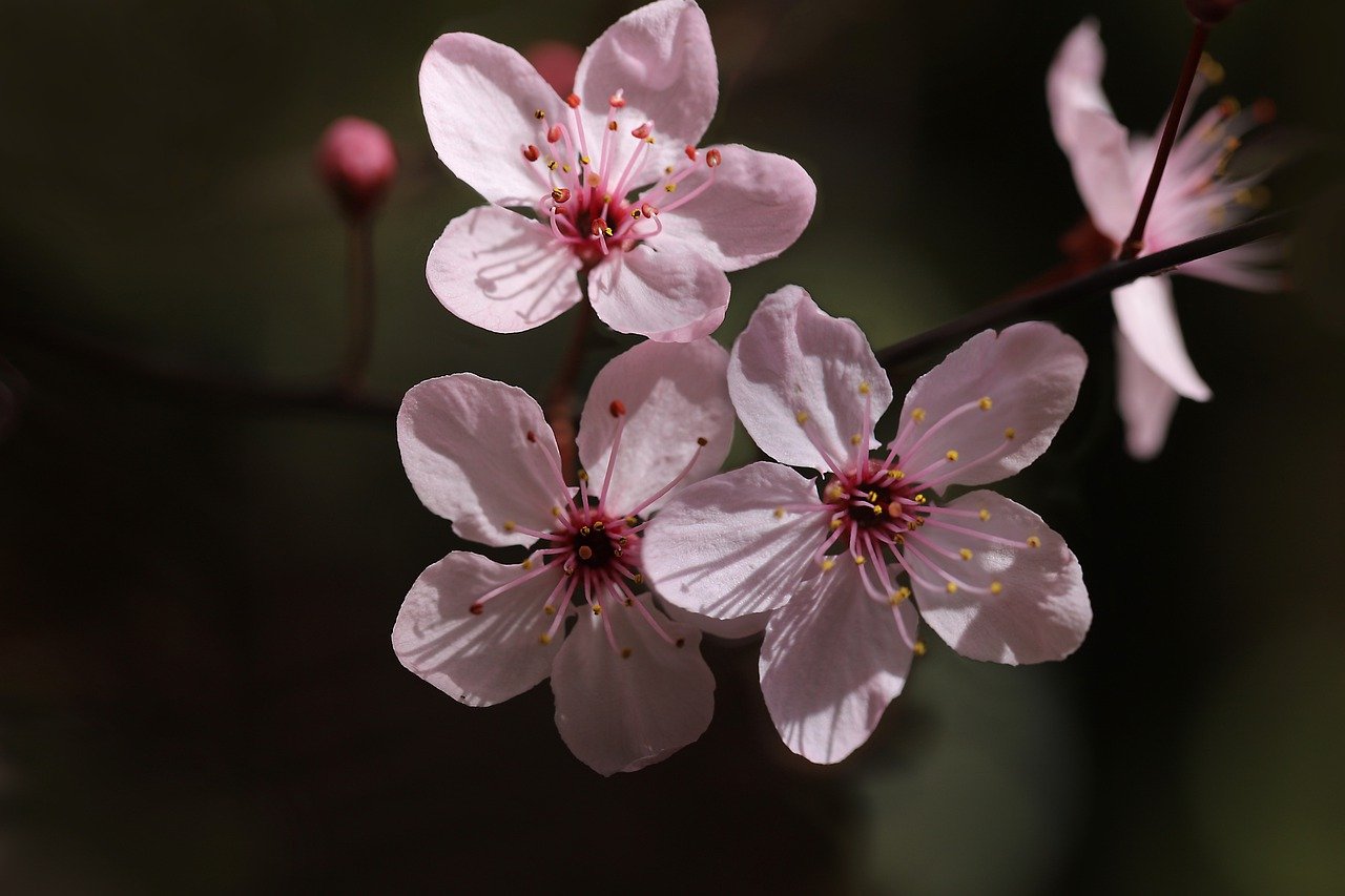 cherry plum, ornamental plum, plum blossoms-7920065.jpg