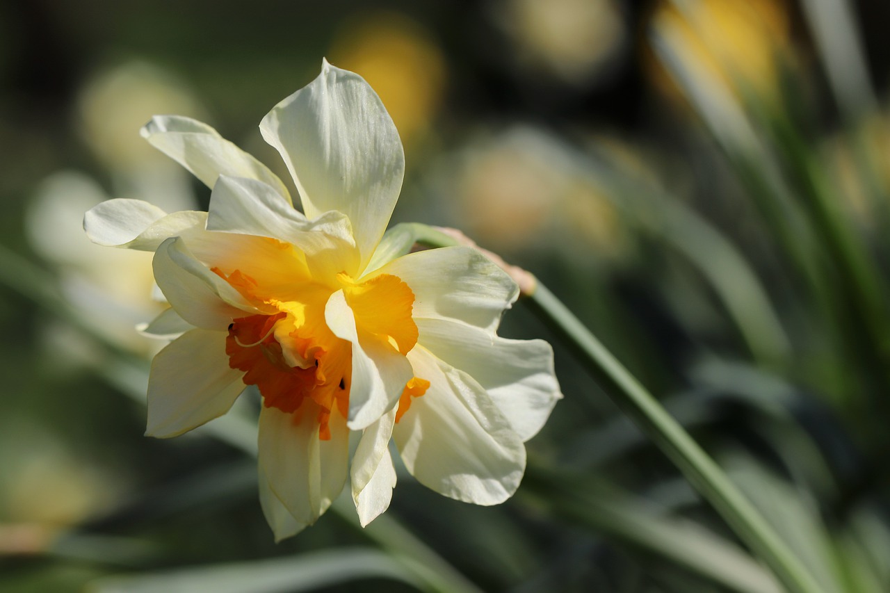 daffodil, bicolor daffodil, easter bell-7906468.jpg