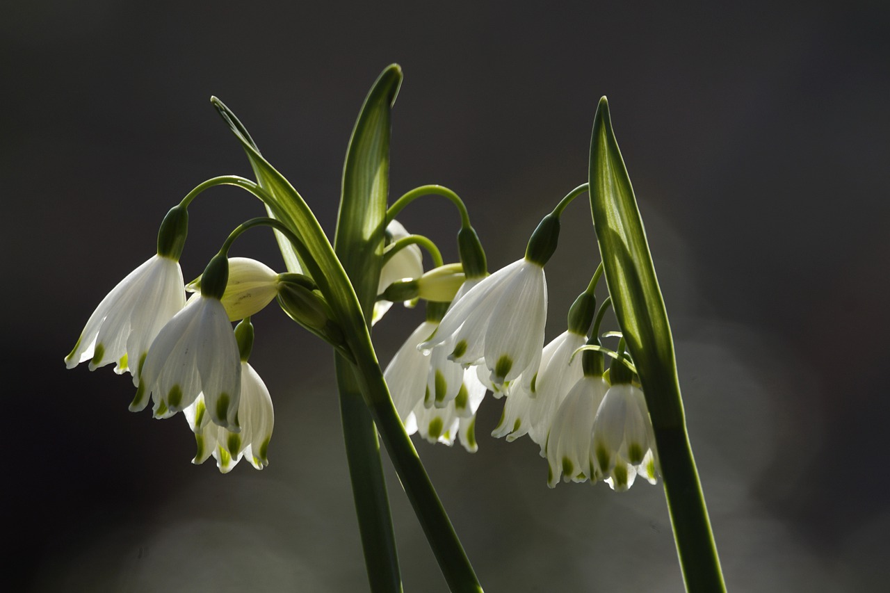 märzenbecher, spring knot trees, flower-7904986.jpg