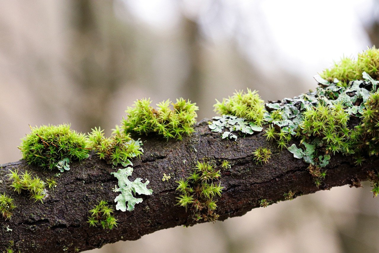 moss, branches, tree-7909644.jpg