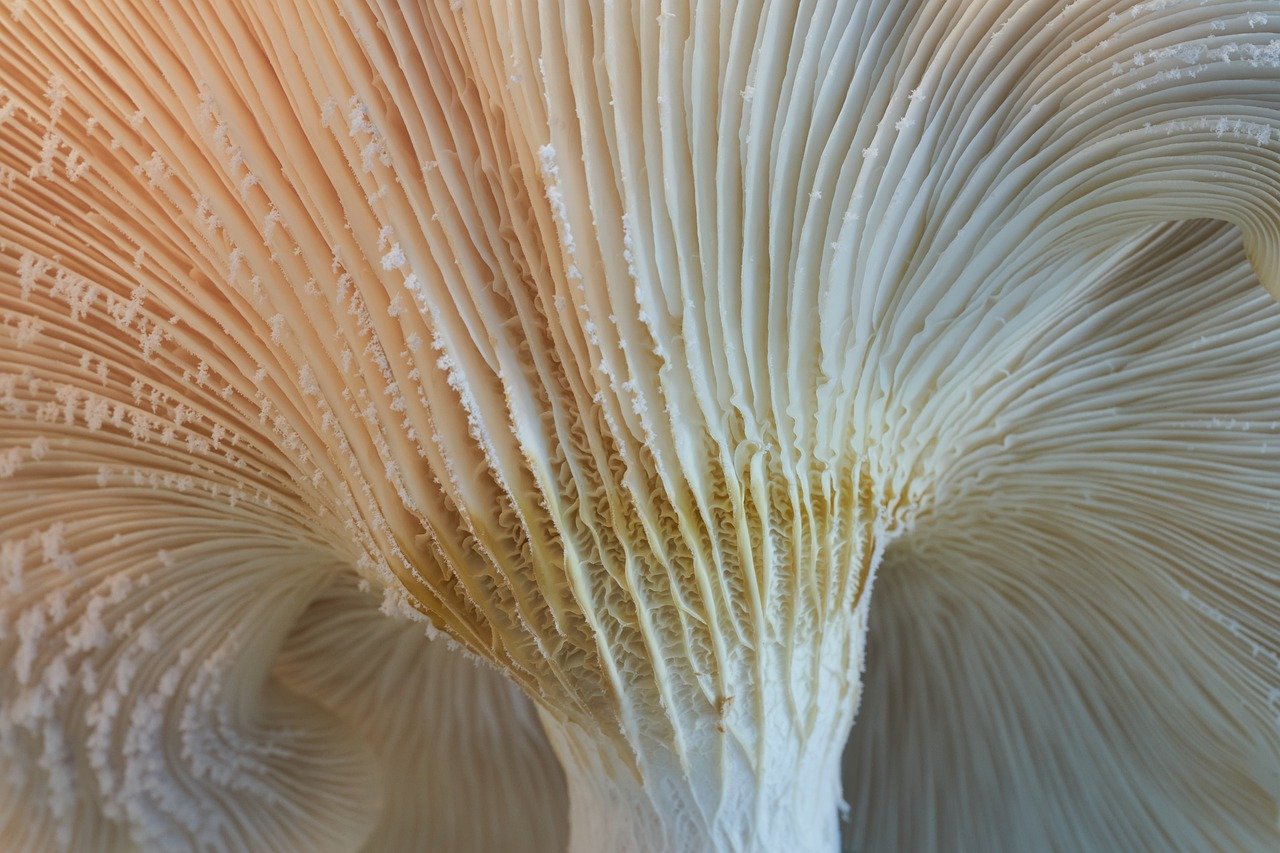 mushroom, oyster, mycology-7911587.jpg