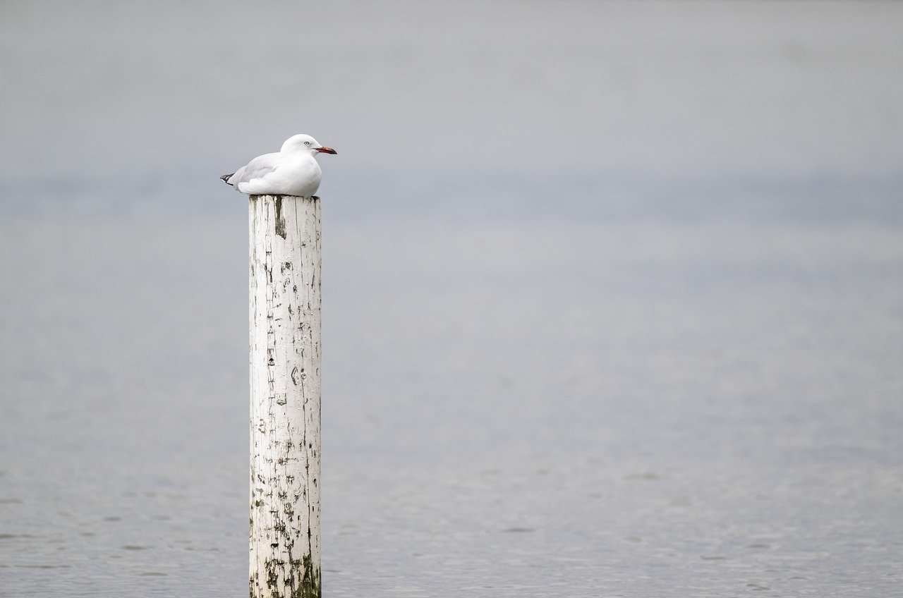 seagull, bird, silver gull-7911260.jpg